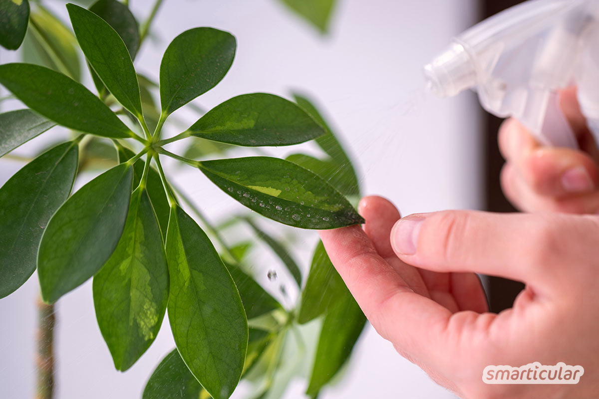 Schildläuse sind eine Gefahr für Zimmerpflanzen. Mit diesen Hausmitteln kannst du Schildläuse bekämpfen – effektiv und ohne Nebenwirkungen.