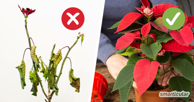Mit der richtigen Weihnachtsstern-Pflege müssen die dekorativen Pflanzen nach dem Fest nicht entsorgt werden, sondern schmücken die Wohnung das ganze Jahr.