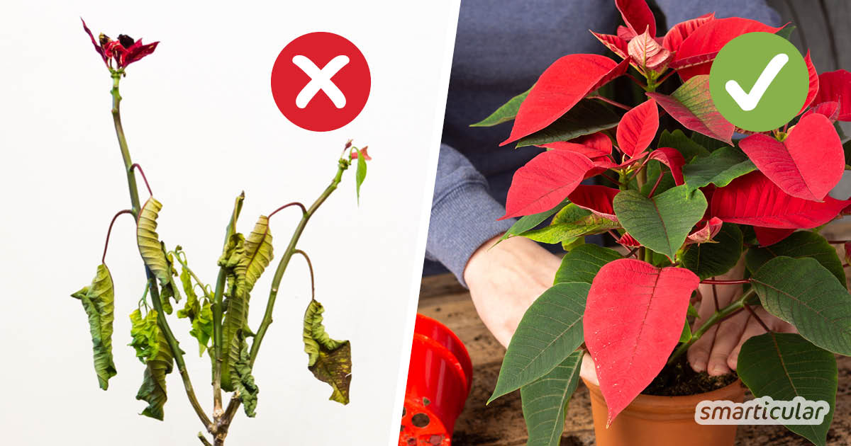 Mit der richtigen Weihnachtsstern-Pflege müssen die dekorativen Pflanzen nach dem Fest nicht entsorgt werden, sondern schmücken die Wohnung das ganze Jahr.