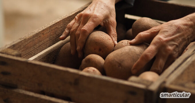 Kartoffeln lagern - Wer eine größere Ernte eingefahren hat, kann die Knollen monatelang aufbewahren, ohne dass sie faulen oder austreiben.