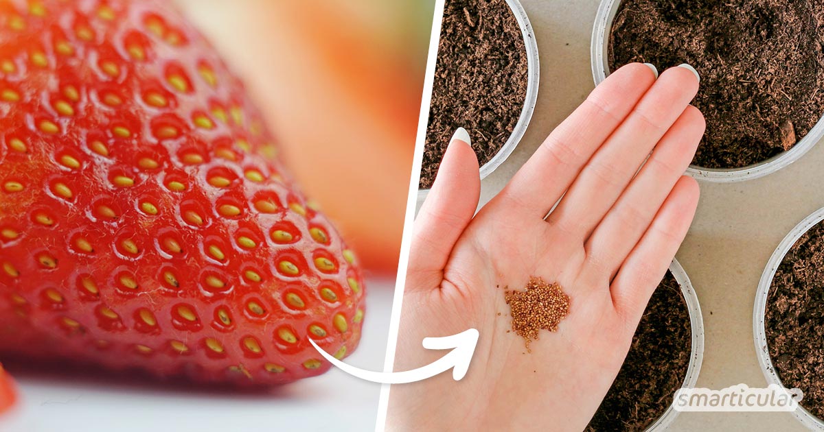 Erdbeeren säen ist ganz einfach. So lassen sich auch Monatserdbeeren, die keine Ableger bilden, selber vermehren. Hier steht, wie’s geht!