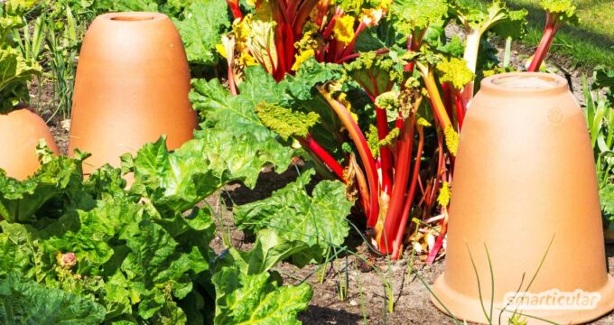 Wer Rhabarber pflanzen und vorziehen möchte, braucht nur wenige Pflegemaßnahmen zu beachten, denn die Staude ist sehr pflegeleicht.