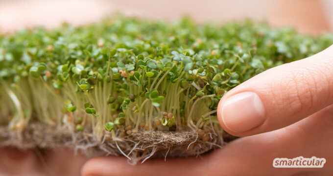 Kresse ist das wohl bekannteste Microgreen. Es gibt aber noch zahlreiche andere Sprossensamen, die sich mit dieser Anleitung ganz einfach zu Mikrogrün ziehen lassen.