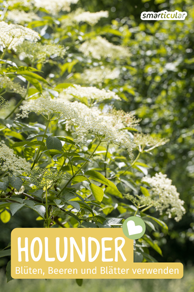 Holunder ist eine beliebte Wild- und Gartenpflanze, die sich vielseitig als Küchenzutat und Heilmittel verwenden lässt. Hier findest du Inhaltsstoffe und Rezepte.