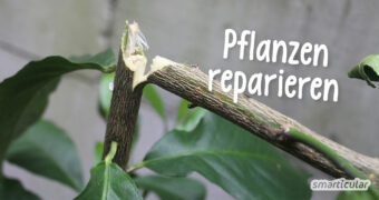 Statt ein Gewächs mit einem abgeknicktem Trieb zurückzuschneiden oder gar wegzuwerfen, kannst du die Pflanze retten, indem du den Bruch reparierst.