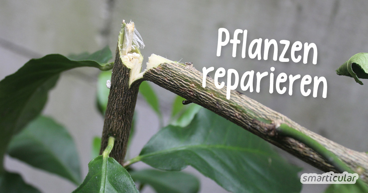Statt ein Gewächs mit einem abgeknicktem Trieb zurückzuschneiden oder gar wegzuwerfen, kannst du die Pflanze retten, indem du den Bruch reparierst.