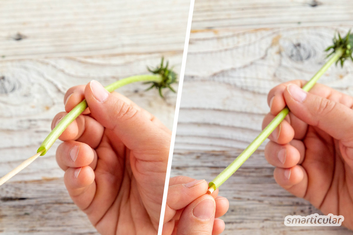 Mit einem einfachen Trick können sogar Kinder eine Pusteblume haltbar machen und den hübschen Anblick fürs ganze Jahr erhalten.