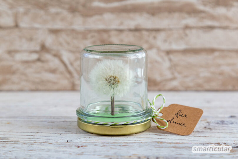 Mit einem einfachen Trick können sogar Kinder eine Pusteblume haltbar machen und den hübschen Anblick fürs ganze Jahr erhalten.