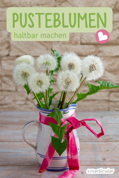Mit einem einfachen Trick können sogar Kinder eine Pusteblume haltbar machen und den hübschen Anblick fürs ganze Jahr erhalten.