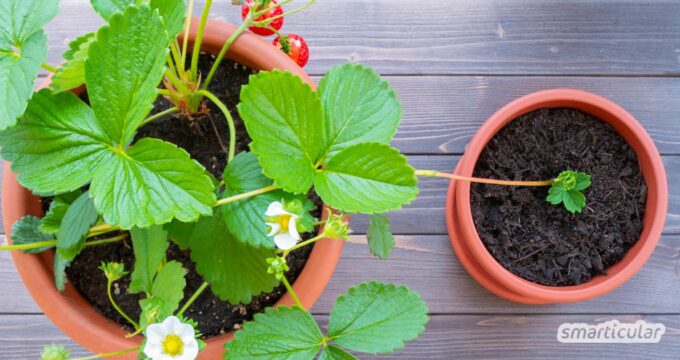 Viele Erdbeerpflanzen bilden von ganz allein Erdbeer-Ableger. Was es zu beachten gilt, wenn du dadurch Erdbeeren vermehren möchtest, erfährst du hier.