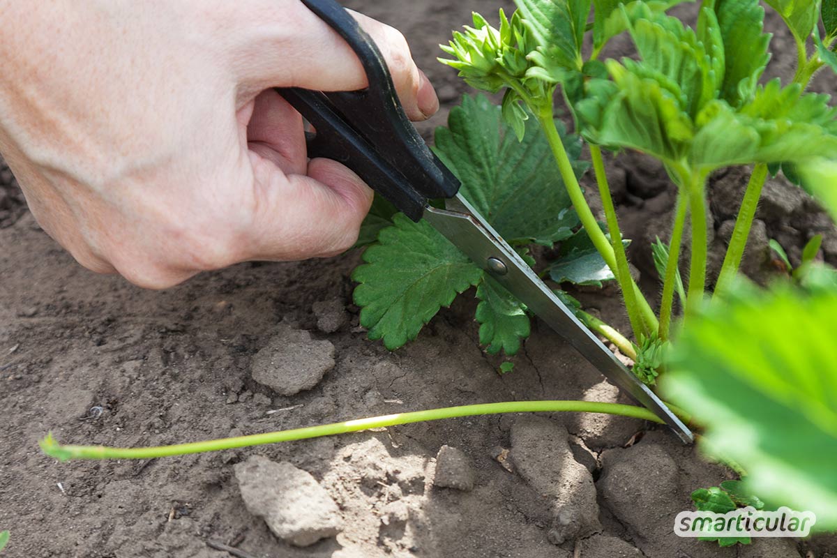 Viele Erdbeerpflanzen bilden von ganz allein Erdbeer-Ableger. Was es zu beachten gilt, wenn du dadurch Erdbeeren vermehren möchtest, erfährst du hier.