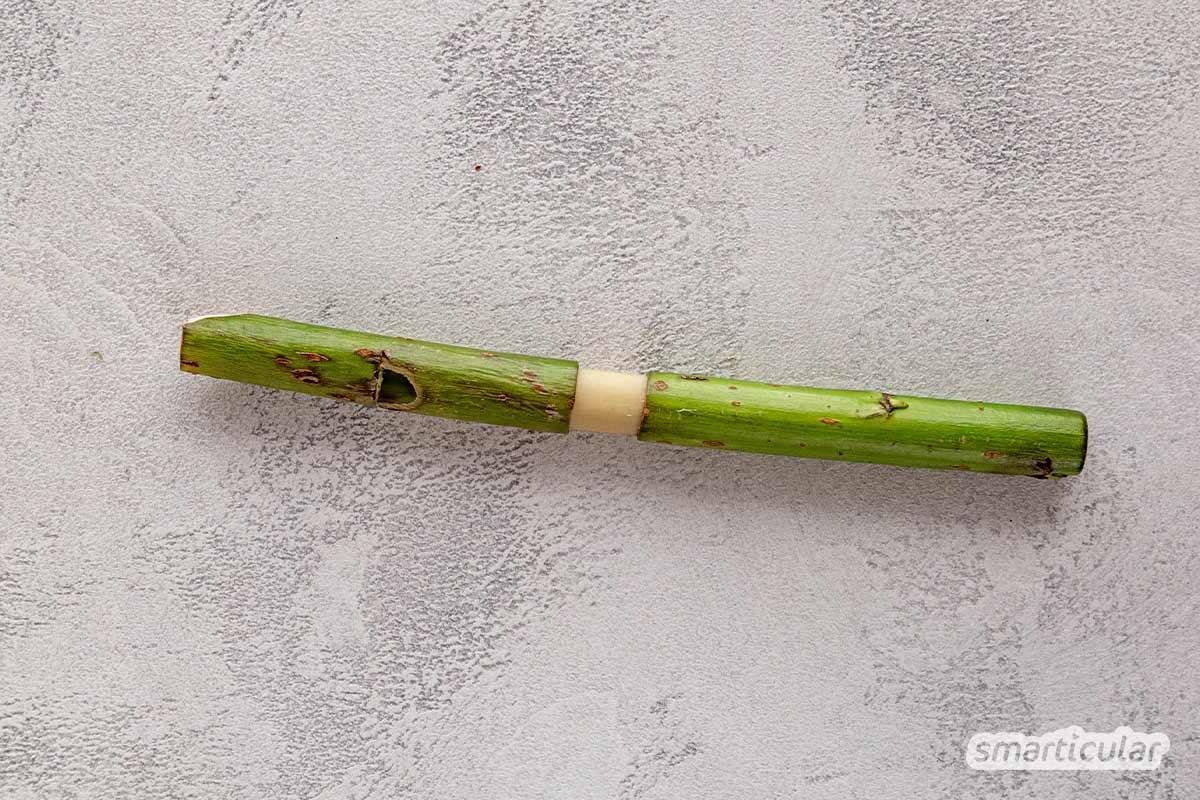 Im Frühjahr lässt sich aus einem jungen Weidentrieb eine Flöte selber bauen. Dafür sind nur ein Taschenmesser und ein wenig Geduld notwendig.