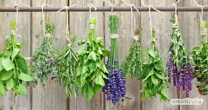 Wenn du Kräuter trocknen möchtest, kannst du auf verschiedene Methoden zurückgreifen. Hier werden die wichtigsten Schritt für Schritt beschrieben.