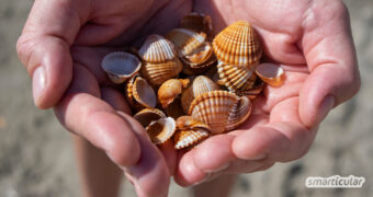 Vorsicht im Urlaub: Steine oder Muscheln sammeln am Strand ist nicht selten verboten! Wie du dich im Urlaub umweltfreundlich verhältst, erfährst du hier.