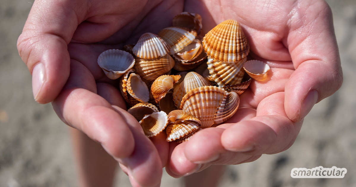 Vorsicht im Urlaub: Steine oder Muscheln sammeln am Strand ist nicht selten verboten! Wie du dich im Urlaub umweltfreundlich verhältst, erfährst du hier.