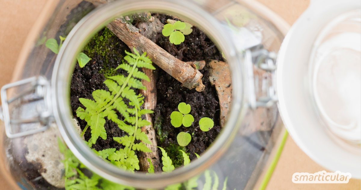 Hol dir den Mini-Urwald nach Hause! Erfahre, wie du einen Flaschengarten selber machen kannst - von der richtigen Erde bis zur Bepflanzung.