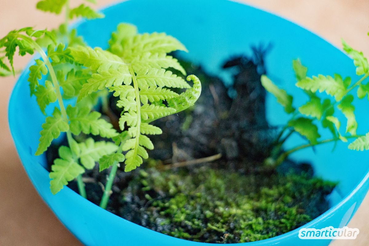 Hol dir den Mini-Urwald nach Hause! Erfahre, wie du einen Flaschengarten selber machen kannst - von der richtigen Erde bis zur Bepflanzung.
