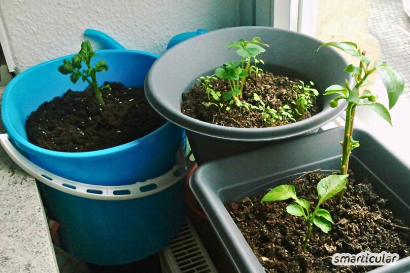 Platzsparend und pflegeleicht: Kartoffeln pflanzen im Eimer! Mit unserer Schritt-für-Schritt-Anleitung züchtest du deine Knollen selbst.
