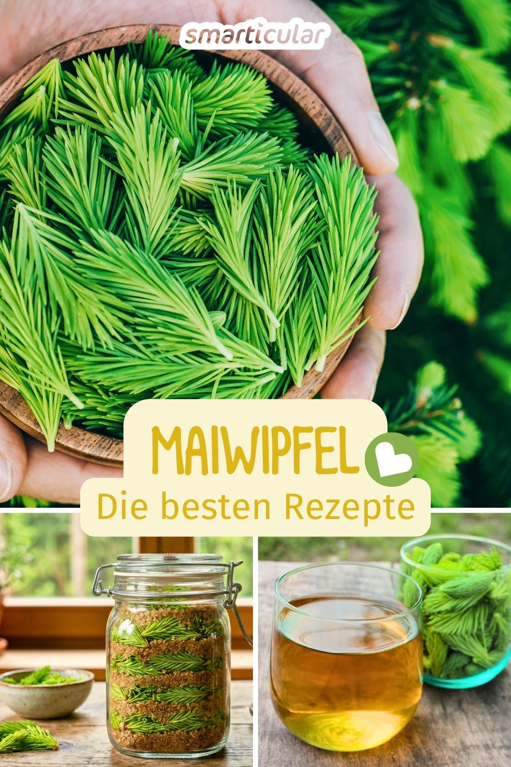 Maiwipfel enthalten zahlreiche heilsame Wirkstoffe - mach dir die Kraft des Waldes mit diesen Rezepten für Sirup, Gelee und Tee zunutze!