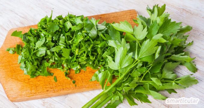 Vergiss künstliche Maggi-Fertigwürze in Flaschen - mit diesen Rezepten kannst du das feine Liebstöckel-Aroma konservieren und zum Würzen verwenden.