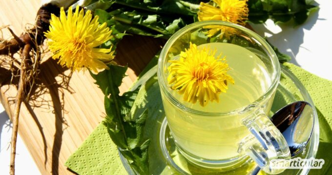 Alles zu Wirkung und Zubereitung von Löwenzahntee aus Blatt und Wurzel. Erfahre, wie du die volle Heilkraft des Wildkrauts für dich nutzt!