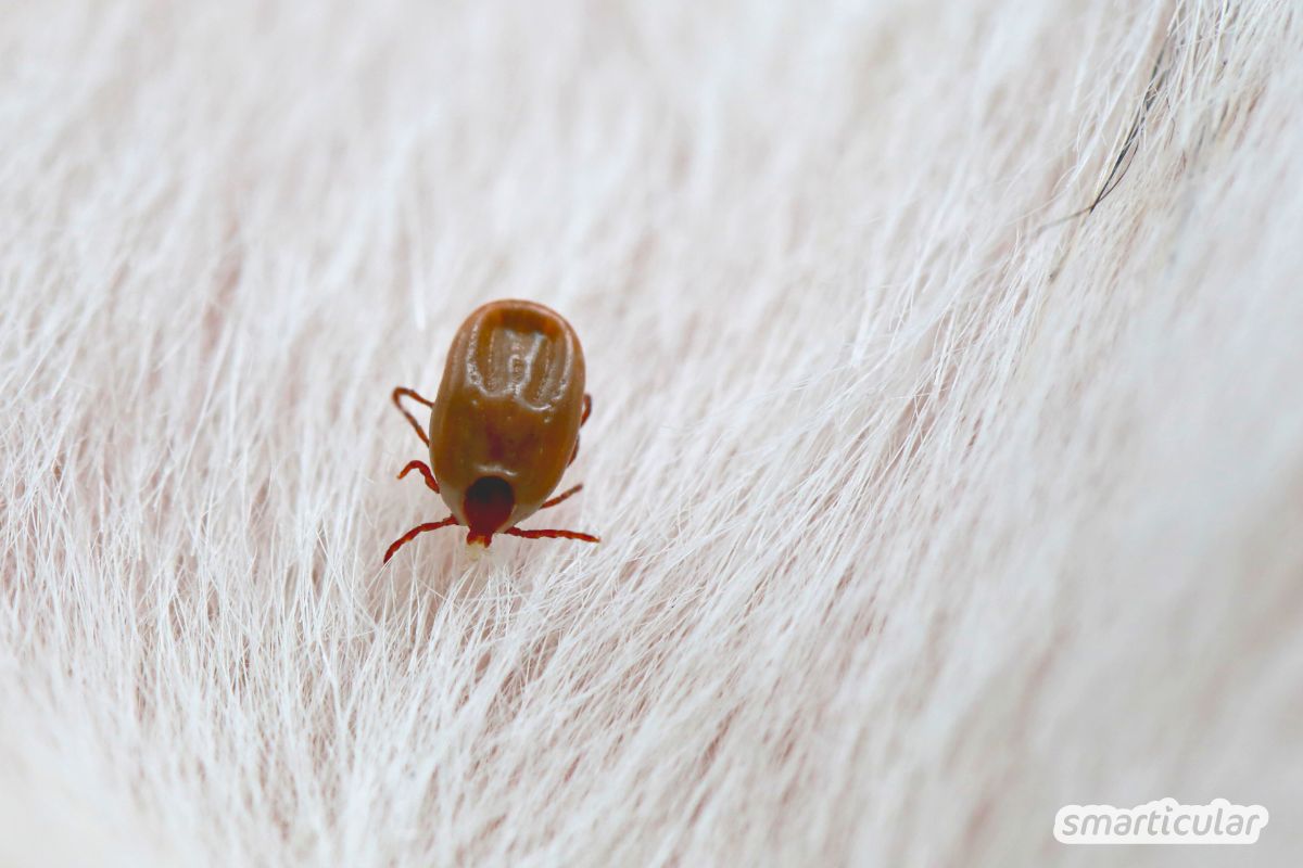 Anti-Zecken-Produkte enthalten oft gesundheitlich und ökologisch bedenkliche Insektizide - hier findest natürlichen Zeckenschutz für Hunde.
