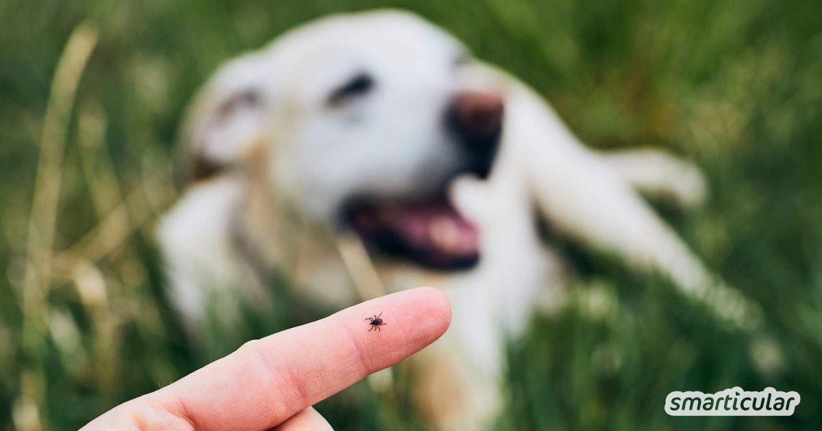 Anti-Zecken-Produkte enthalten oft gesundheitlich und ökologisch bedenkliche Insektizide - hier findest natürlichen Zeckenschutz für Hunde.