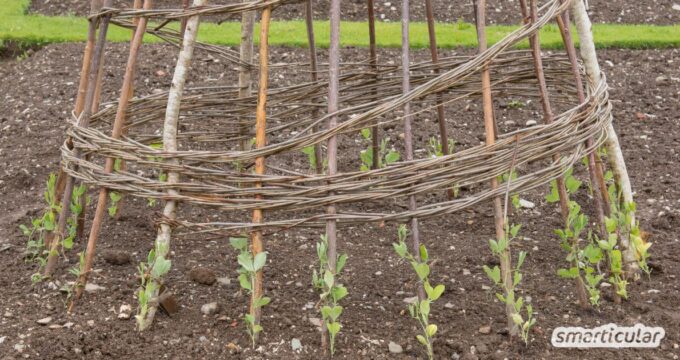 Ein Erbsen-Tipi ist ganzjährig ein Gewinn. Im Frühling lässt sich beobachten, wie die Saat aufgeht, im Sommer spendet es Schatten und im Spätsommer reiche Ernte. Wie du die einfache und kostengünstige Rankhilfe für Erbsen selber baust, erfährst du hier.