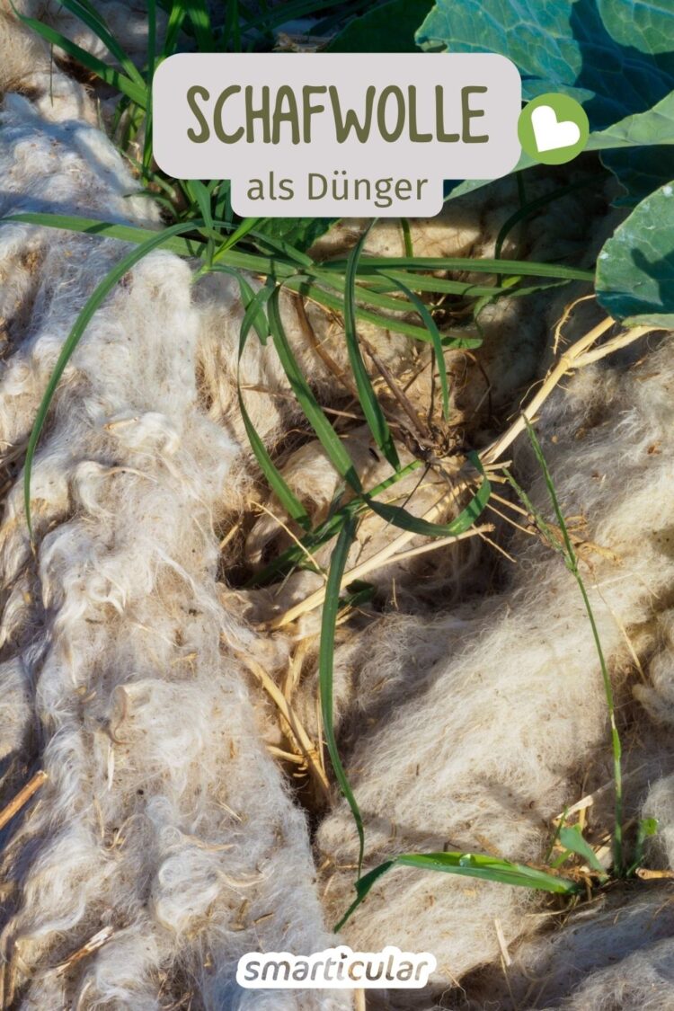 Schafwolle als Dünger