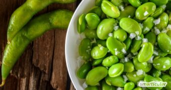 Edamame sind gesund, lecker und leicht zuzubereiten. Hier findest du alles Wichtige vom Nährstoffprofil bis zur richtigen Verarbeitung.