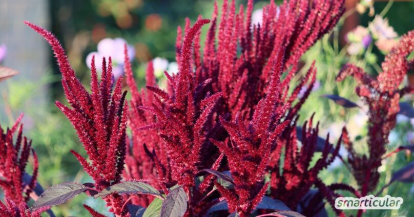 Amaranth in das Steppenbeet