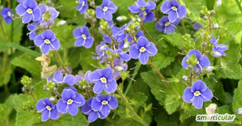 Ehrenpreis in das Steppenbeet