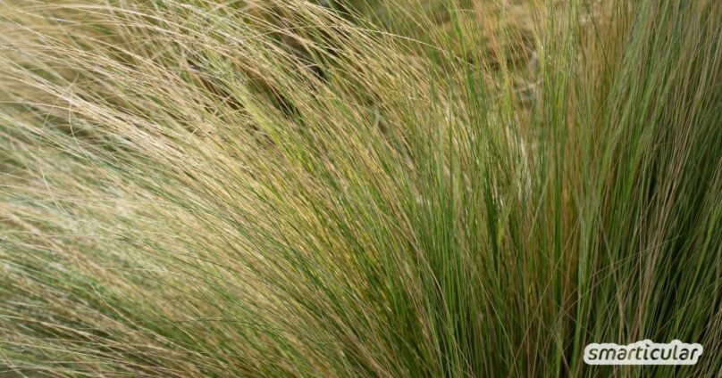 Federgräser in das Steppenbeet