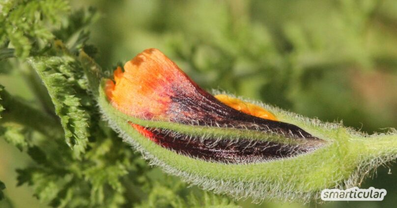 Klatschmohn in das Steppenbeet