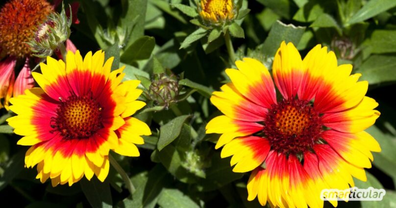 Kokardenblume in das Steppenbeet