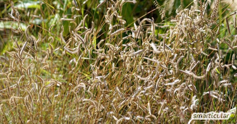 Moskitogras in das Steppenbeet