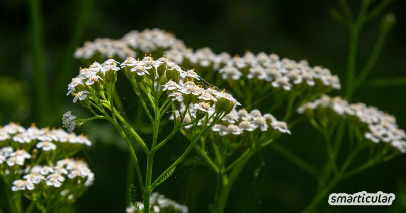 Schafgarbe in das Steppenbeet