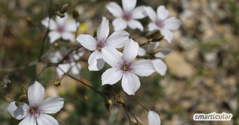 Schmalblättriger Lein in das Steppenbeet