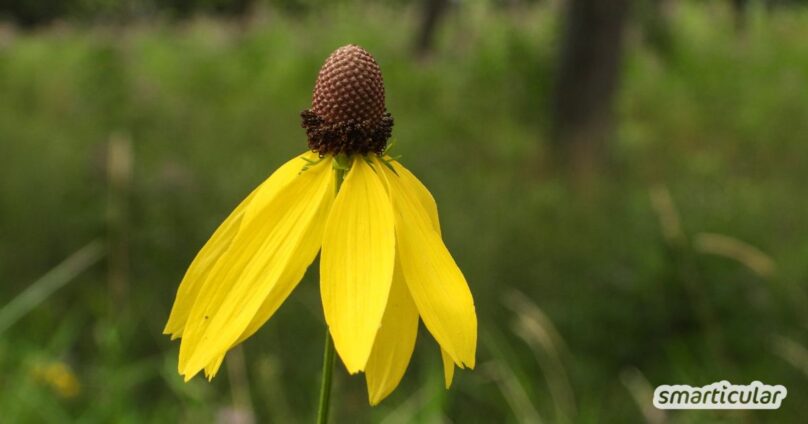 Schönhütchen in das Steppenbeet