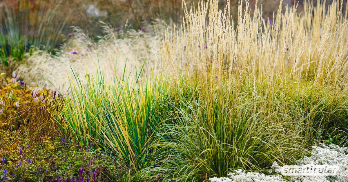 Ein Steppenbeet ist pflegeleicht und ein echter Hingucker. Es kommt mit wenig Wasser aus und fördert heimische Pflanzen. In diesem Artikel erfährst du, wie du ein Steppenbeet anlegst, welche Pflanzen sich dafür eignen und welche Schritte nötig sind, um deinen Garten in eine wahre Prärie zu verwandeln.