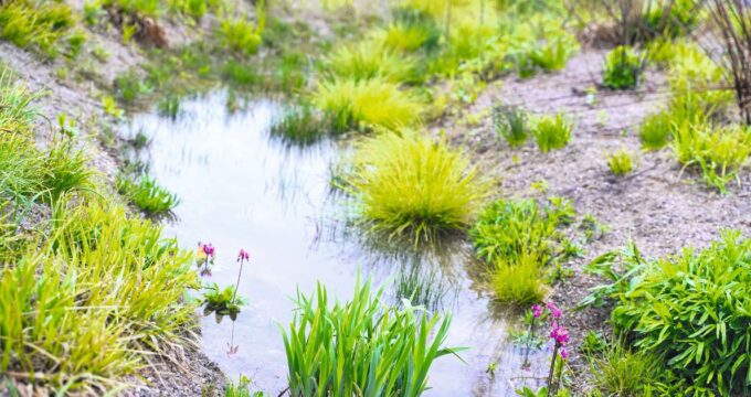 Sumpfbeete sind nicht nur ein Hingucker im Garten, sondern auch ökologisch wertvoll. Erfahre, wie du dein eigenes Sumpfbeet anlegst, pflegst und welche Pflanzen sich besonders eignen.