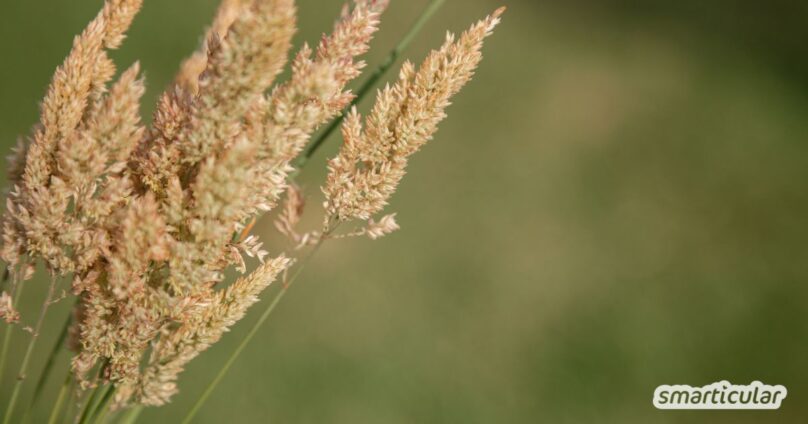 Wolliges Honiggras in das Steppenbeet