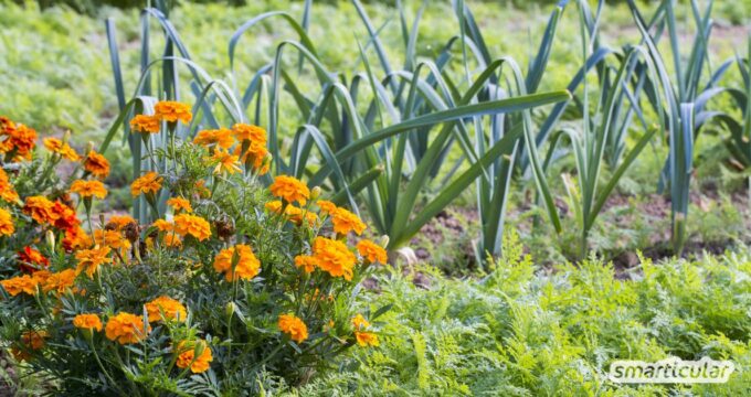 Tagetes sind mehr als nur hübsch. Im Gemüsebeet schützen sie deine Pflanzen vor Fressfeinden und Krankheiten. Und du kannst sie sogar essen.