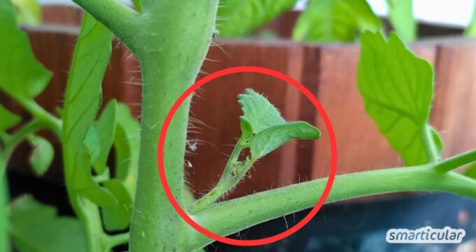 Tomaten ausgeizen: Hier findest du eine Anleitung sowie wichtige Tipps und erfährst, bei welchen Sorten du besser darauf verzichtest.