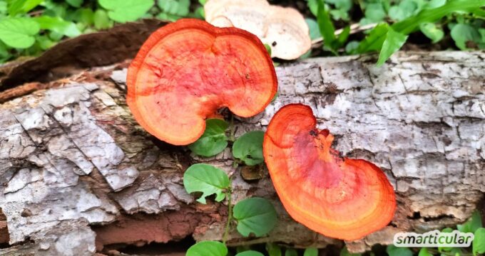 Totholz im Garten ist überaus nützlich. Erfahre hier, welche Vorteile es hat und wie vielseitig du es verwenden kannst.
