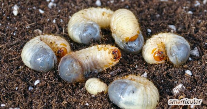Sind Engerlinge schädlich oder nützlich? Erfahre hier, wie du die schädlichen Larven von den guten unterscheiden und loswerden kannst.