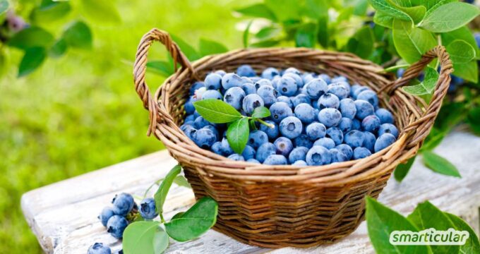 Heidelbeere, Blaubeere oder Moosbeere, hinter diesen Begriffen verbirgt sich ein wahres Superfood mit zahlreichen heilsamen Eigenschaften.