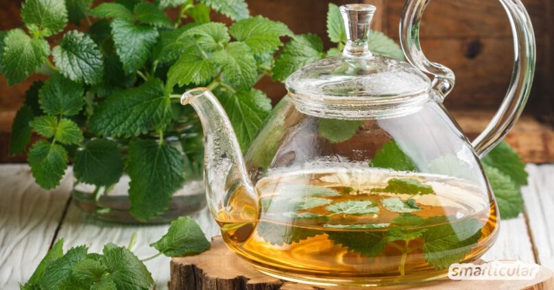 Ein heilkräftiger Melissentee lässt sich aus frischen Blättern der Zitronenmelisse einfach selber machen. Er wirkt beruhigend, verbessert das Durchschlafen und fördert die Verdauung.