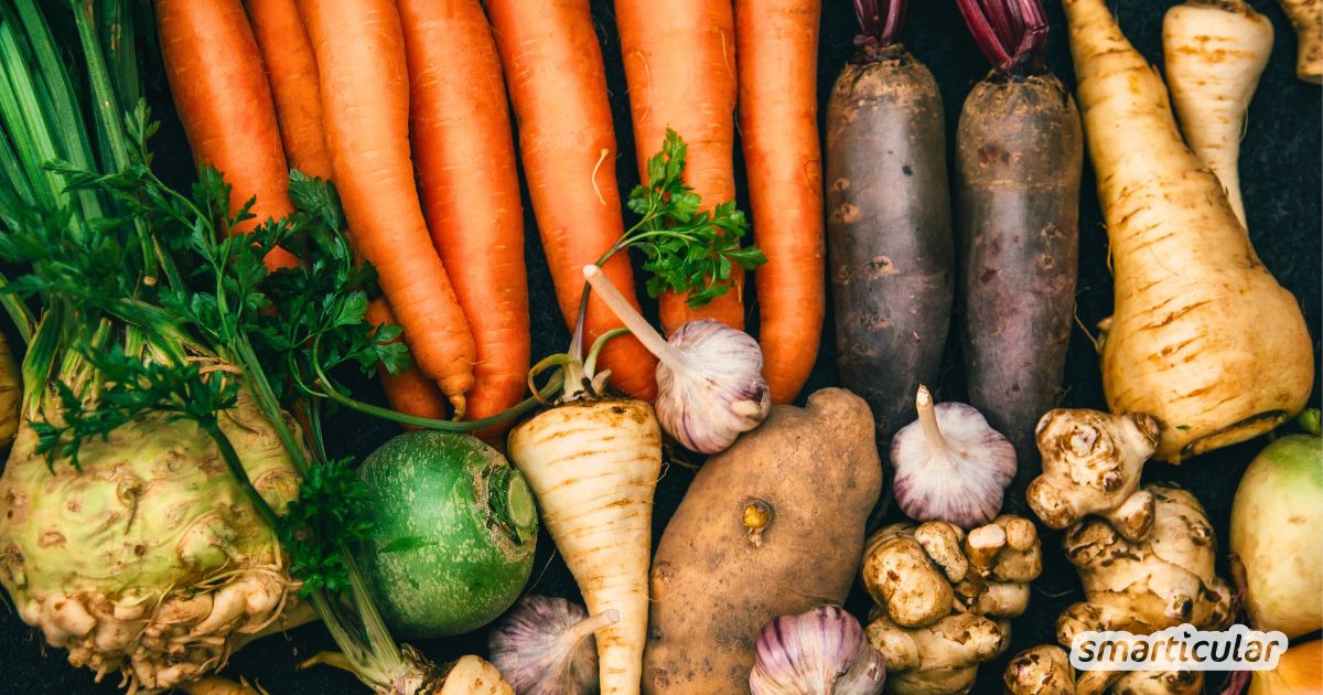 Wurzelgemüse sind insbesondere im Winter eine Quelle für Vitamine, Mineralstoffe und Co. Erfahre alles Wichtige über die wertvollen Knollen!