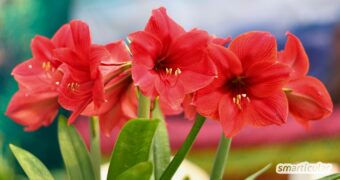 Statt sie wegzuwerfen, kannst du deine Amaryllis nach der Blüte auf die nächste Blühsaison vorbereiten - mit diesen einfachen Tipps.